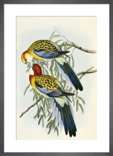 STUDY OF A PENGUIN AQUATIC FLIGHTLESS BIRD PAINTING BY HENRY STACY MARKS REPRO STUDY OF A PENGUIN AQUATIC FLIGHTLESS BIRD PAINTING BY HENRY STACY MARKS REPRO